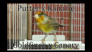 Goldfinch Canary Hybrid Compilation Crossbreed  Mule 🐦🎶 [upl. by Craggy]