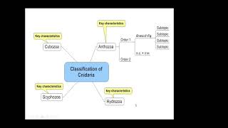 Classification of Cnidaria [upl. by Zeb915]