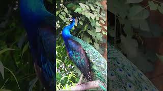 Peacock noise call sound birds peacocksound shorts animalsounds [upl. by Meece550]