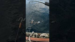 Shore jigging Light tackle halibut [upl. by Odragde507]