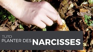 Tuto  Planter des bulbes de narcisses [upl. by Midis797]