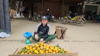 Axin harvests oranges to sell Tams diary [upl. by Retha870]