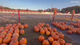 Pumpkin Patch at Northern Valley Farms INC  Pumpkins Mums amp Guards 🎃🌼 [upl. by Elleirda605]