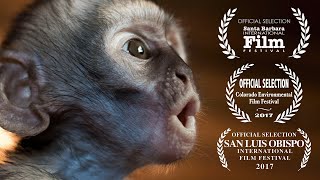 Baby Monkeys Fighting For Survival  Vervet Forest Documentary [upl. by Vasti528]