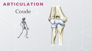 Anatomie  Articulation du Coude [upl. by Westberg]