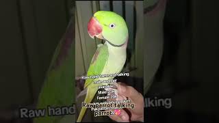 Raw parrot talking parrot  African lovebirds variety  Lutino lovebirds breedinglovebirds breeding [upl. by Lsiel]