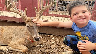 Caleb LEARNS to FEED FARM ANIMALS at the PETTING ZOO Funny Animal SOUNDS for KIDS [upl. by Annhoj456]