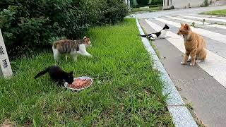 Feed stray cat and kitten [upl. by Artenak]