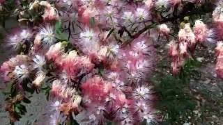 Calliandra surinamensis and Calliadra haematocephala Pink Powder Puff Tree [upl. by Letnahs392]