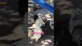 Brahma Chicken Feeding  Avalon 💞❗MINIFarmlife❗🤗☕ [upl. by Eserehc]