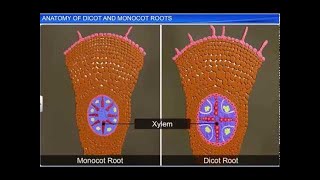 CBSE Class 11 Biology  Anatomy of Dicot and Monocot Roots  By Shiksha House [upl. by Nailimixam]