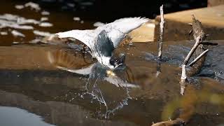 Black Crowned Night Heron 4K Ultra HD beautiful bird Caught a big Fish  Wild world wildlife nature [upl. by Rossing]