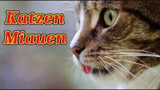 Katzen Miauen  Spielen Sie dieses Video ab  und deine Katze kommt sofort zu dir [upl. by Terle]