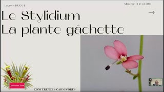 Le Sytlidium la plante gâchette par Laurent Hugot [upl. by Jilly]