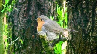 Kernbeißer Spatz und Co  bunte heimische Vogelwelt [upl. by Immak]