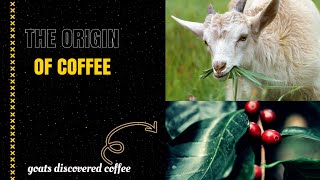 The Origin Of Coffee  A Great Discovery By a Goat [upl. by Adey267]