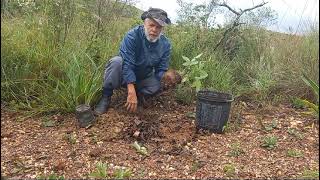 PLANTANDO UMA MUDA DE CASTANHA DO MARANHÃO [upl. by Esiuole]