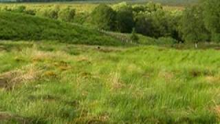 Red Hind Loch Lomond Scotland [upl. by Flynn]