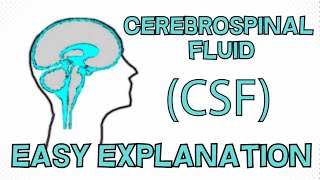 Cerebrospinal Fluid CSF explained in 3 Minutes  Function Composition Circulation [upl. by Ardnaeed933]