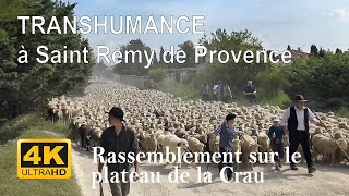 TRANSHUMANCE  Rassemblement sur le plateau du la Crau  Partie 1  STRemy de Provence [upl. by Annuahs]