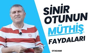 SİNİR OTU DAMAR OTU FAYDALARI NASIL DEMLENİR NEYE İYİ GELİR NE İŞE YARAR [upl. by Ocram]