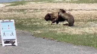 Bear And Bison Fight At Yellowstone National Park [upl. by Bensen]