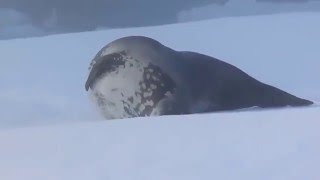 Dancing Weddell seal [upl. by Hermon869]