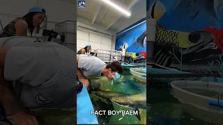 Giant catfish 🐡 Facts 😧 shorts catfish amazing [upl. by Yelrebmik851]