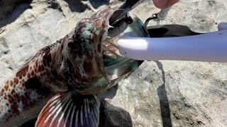 Fort bragg shore fishing Lingcod kelp greenling s big rock fish and cabezon [upl. by Figone915]