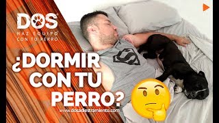 ¿Es malo DORMIR con el PERRO en la CAMA 💤🐺👨🏻💤 Adiestramiento canino [upl. by Ettenej315]