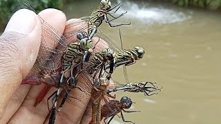 primitive way of catching dragonflies butterfliesinsectsgrasshopper [upl. by Pich]