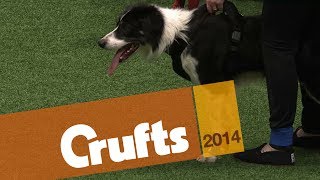 Flyball  Team Finals  Crufts 2014 [upl. by Aehc153]