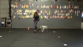 Allan Ross Dog Training [upl. by Zehe]