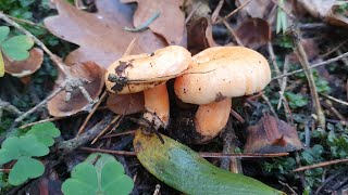 LACTARIUS DELICIOSUS  Delicious and very easy sauce [upl. by Irahc832]