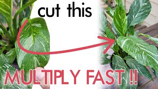 Easy amp FAST Propagate Your Peace Lily Both Regular amp Variegated into DOZENS of NEW Plants [upl. by Aniaj]