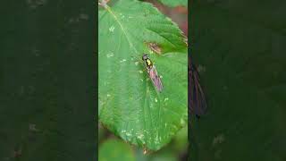 An iridescent Twinspot Centurion is suddenly joined by a leafhopper [upl. by Bailar]