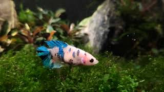 Betta splendens Kampffisch DoubleTail  Weibchen quot Premium quot bei AquaristikErfurt [upl. by Gretel]