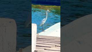 Ciudad del Carmen entre el Golfo de México y Laguna de Términos beach [upl. by Suiraj]