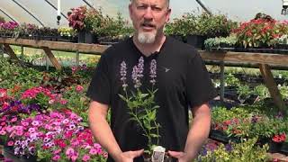 Grow Together Tips for Growing Agastache Hummingbird Mint [upl. by Emmery]