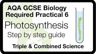 AQA GCSE Biology Required Practical 6 Photosynthesis  Light Intensity amp Rate of Photosynthesis [upl. by Peterman]