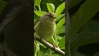 Common chiffchaff song bird song [upl. by Chaddy933]