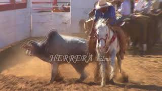 coleadero en rancho el relicario 482017 [upl. by Ahsuoj]