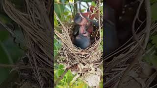 2 Yellow Vented Bulbul chicks aged 4 days [upl. by Zevahc105]