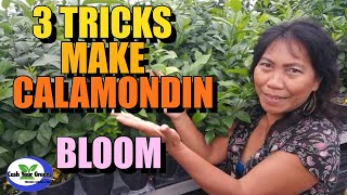 3 TRICKS MAKE CALAMONDIN BLOOM  WHICH CITRUS TO BUY [upl. by Llenral494]