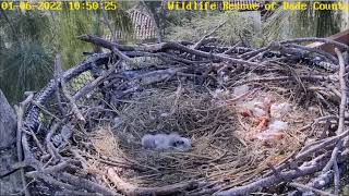 WRDC Eagle Nest Cam 06012022 1049 [upl. by Mudenihc]