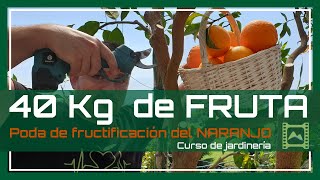 🍊 Poda ASÍ tu NARANJO 👉 Cosecha INCREÍBLE 🍊 Capítulo 43 Curso básico de Jardinería 2021  LdN [upl. by Airdnua]