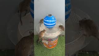 best home mouse trapmouse trap tips [upl. by Anem977]