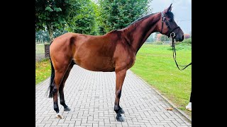 All In 29 A LA CARTE NRW x LANDOR S  2018 gelding show 1213102024 [upl. by Harper]