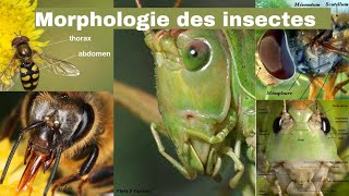 Morphologie des insectes  Comprendre leur structure étonnante [upl. by Glantz179]