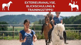 🐎 Exterieuranalyse Blickschulung amp Pferdetrainingstipps für Dich 🤩 [upl. by Thorlay818]